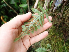 Polypodium pellucidum pellucidum