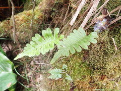 Polypodium pellucidum pellucidum