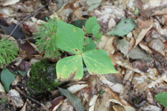 Trillium erectum
