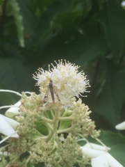 Synanthedon acerni