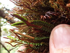 Stenogrammitis saffordii