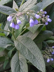 Symphytum caucasicum