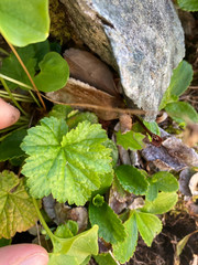 Pectiantia pentandra