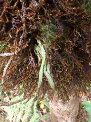 Stenogrammitis saffordii