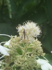 Synanthedon acerni