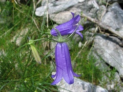 Campanula carnica