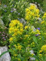 Solidago virgaurea minuta