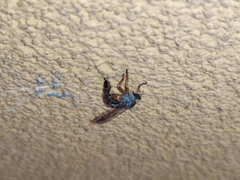 Neomochtherus schineri