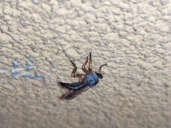 Neomochtherus schineri