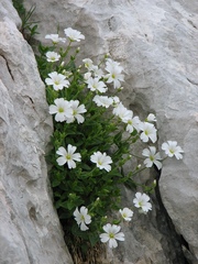 Cerastium carinthiacum