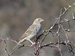 Rhopospina carbonaria