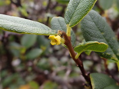 Wikstroemia oahuensis palustris