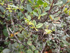 Wikstroemia oahuensis palustris