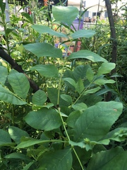 Fraxinus quadrangulata