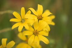 Engelmannia peristenia