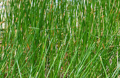 Eleocharis cellulosa