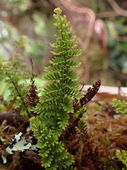 Adenophorus tamariscinus