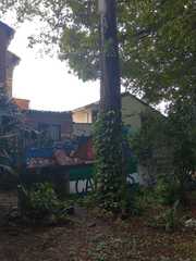 Neolamarckia cadamba