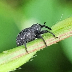 Chalcodermus aeneus