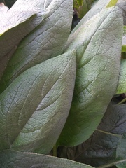 Symphytum caucasicum