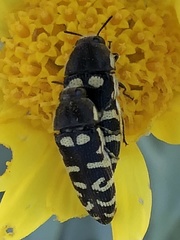 Acmaeodera alicia