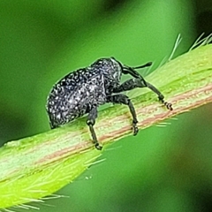 Chalcodermus aeneus