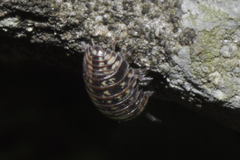 Armadillidium pulchellum
