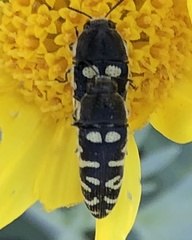 Acmaeodera alicia