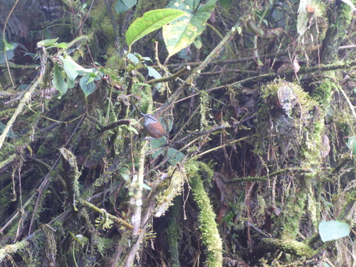 Munchique Wood Wren (Henicorhina negreti), photo 6