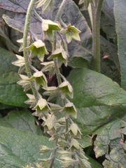 Symphytum caucasicum