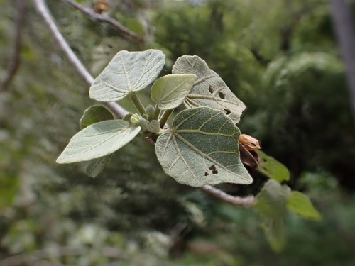 Hibiscadelphus distans