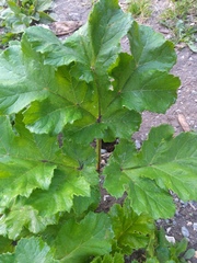 Heracleum sosnowskyi