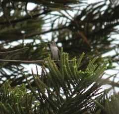 Archilochus colubris