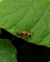 Conocephalus versicolor