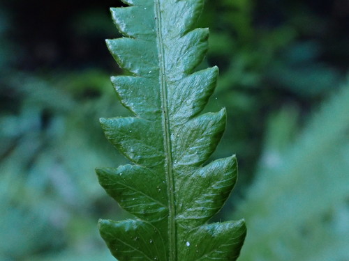 Thelypteris interrupta iNat (1)