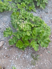 Heracleum sosnowskyi