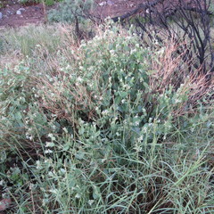 Guardiola platyphylla