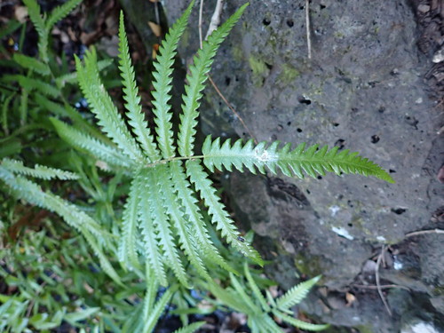 Cyclosorus interruptus