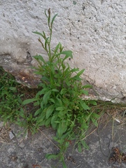 Rumex acetosella