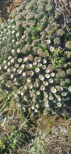 Medusea major (Aiton) Haw. 3