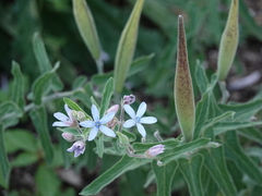 Oxypetalum coeruleum
