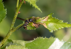 Parancistrocerus pensylvanicus