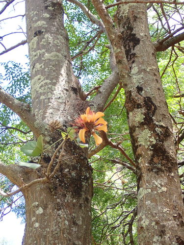 Erythrina sandwicensis