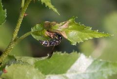 Parancistrocerus pensylvanicus
