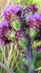 Liatris ligulistylis