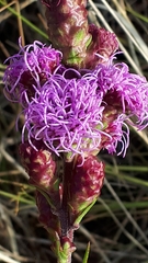 Liatris ligulistylis
