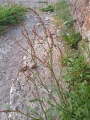 Rumex acetosella