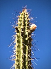 Corryocactus brevistylus