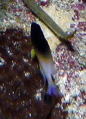 Stegastes partitus