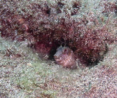 Parablennius goreensis